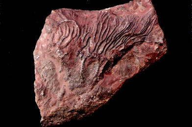 Scyphocrinites elegans - silurian - Erfoud, Morocco