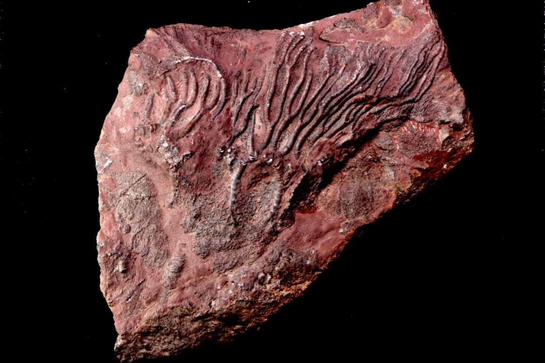 Scyphocrinites elegans - Silurien - Erfoud, Maroc