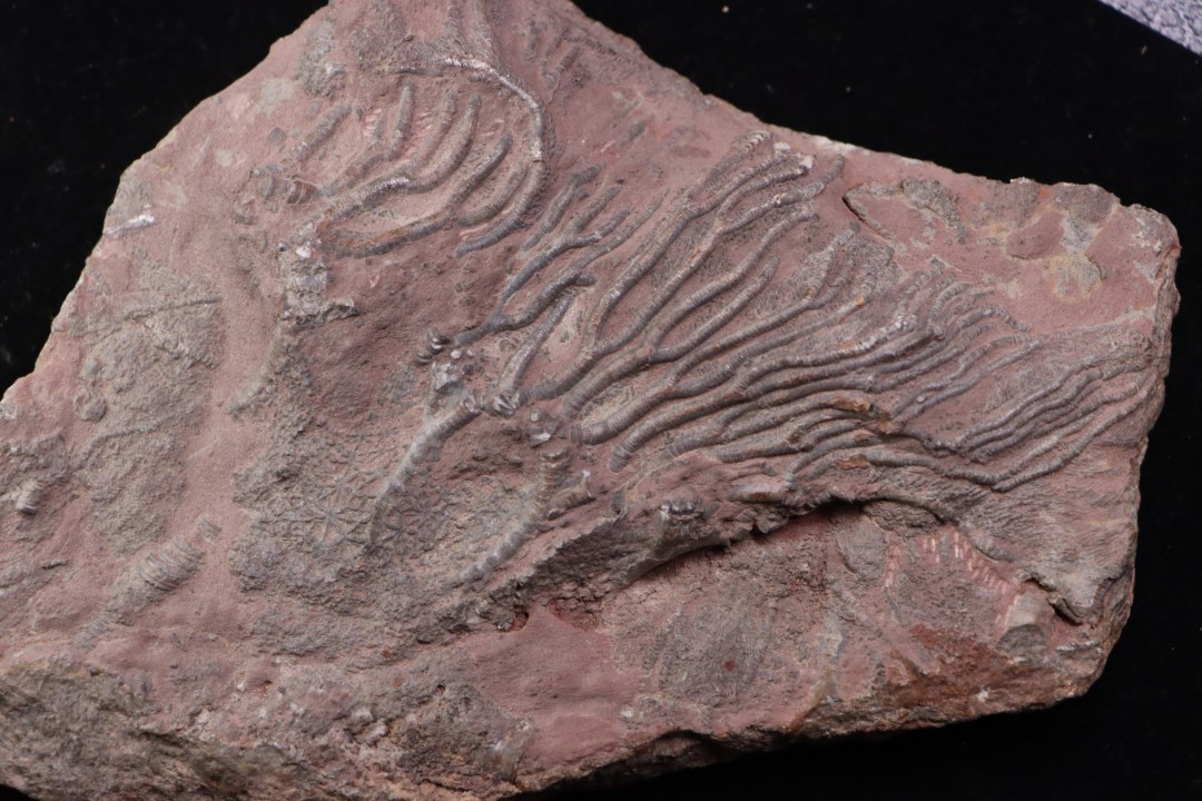Scyphocrinites elegans - silurian - Erfoud, Morocco