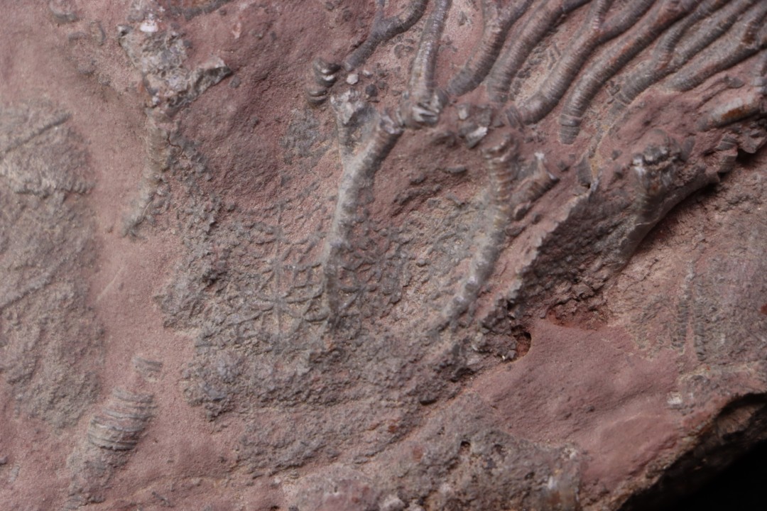 Scyphocrinites elegans - silurian - Erfoud, Morocco