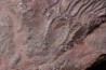 Scyphocrinites elegans - silurian - Erfoud, Morocco