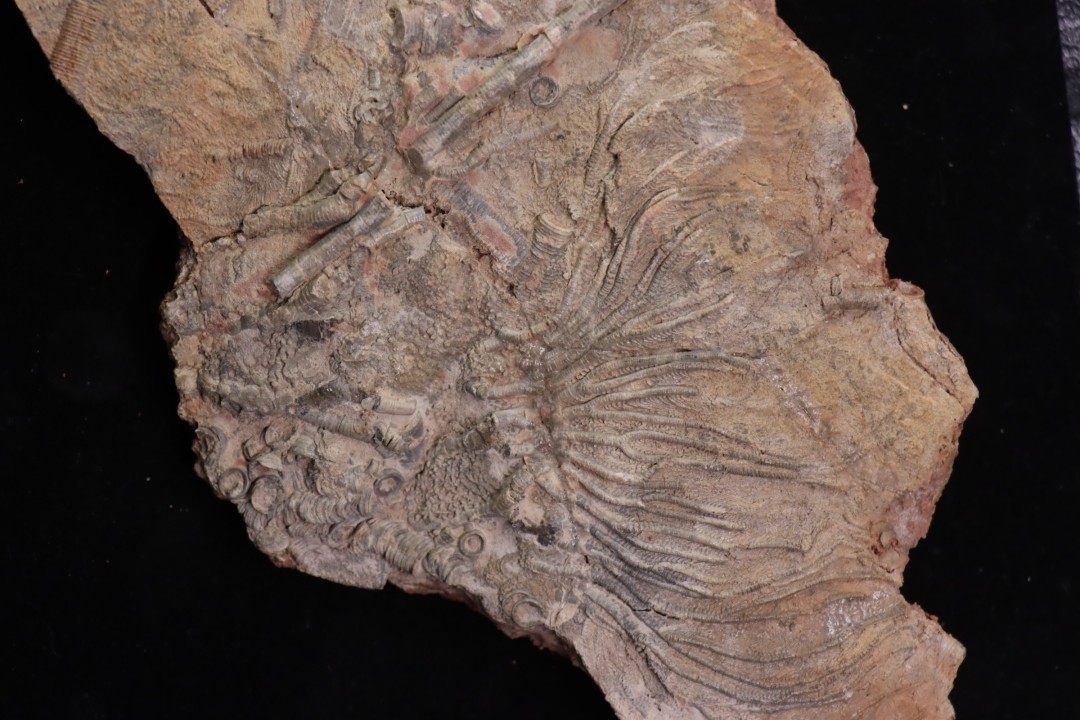 Scyphocrinites elegans - silurian - Erfoud, Morocco