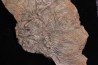 Scyphocrinites elegans - Silurien - Erfoud, Maroc