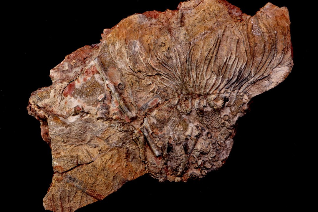 Scyphocrinites elegans - Silurien - Erfoud, Maroc
