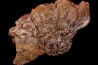 Scyphocrinites elegans - Silurien - Erfoud, Maroc