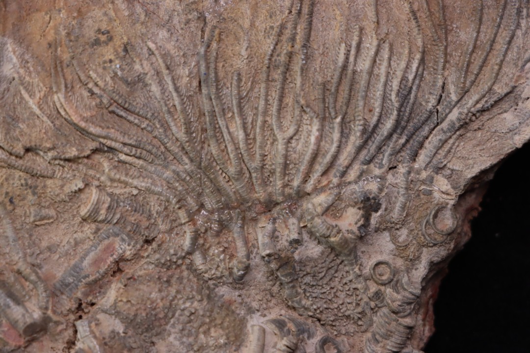Scyphocrinites elegans - silurian - Erfoud, Morocco