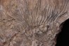 Scyphocrinites elegans - silurian - Erfoud, Morocco