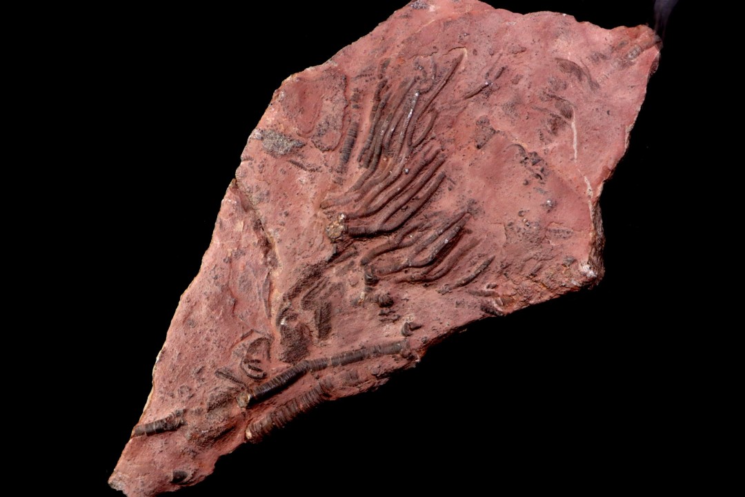 Scyphocrinites elegans - silurian - Erfoud, Morocco