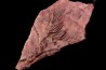 Scyphocrinites elegans - Silurien - Erfoud, Maroc
