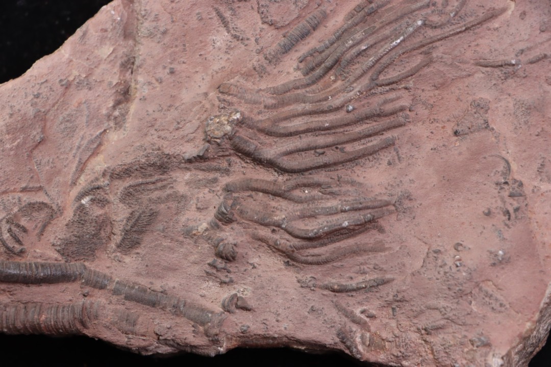 Scyphocrinites elegans - Silurien - Erfoud, Maroc