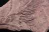 Scyphocrinites elegans - silurian - Erfoud, Morocco