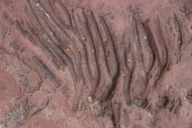 Scyphocrinites elegans - silurian - Erfoud, Morocco