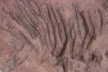 Scyphocrinites elegans - silurian - Erfoud, Morocco