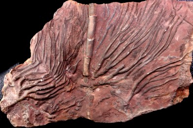 Scyphocrinites elegans - silurian - Erfoud, Morocco