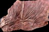 Scyphocrinites elegans - Silurien - Erfoud, Maroc