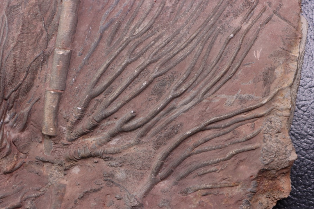 Scyphocrinites elegans - Silurien - Erfoud, Maroc