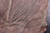 Scyphocrinites elegans - silurian - Erfoud, Morocco