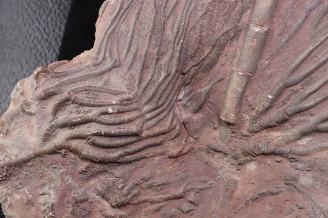 Scyphocrinites elegans - silurian - Erfoud, Morocco