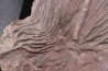 Scyphocrinites elegans - silurian - Erfoud, Morocco