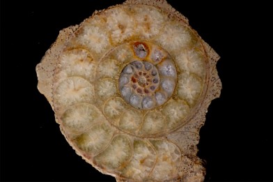 belle ammonite sciée avec loges en quartz - jurassique - Normandie, FRANCE