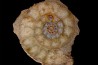 belle ammonite sciée avec loges en quartz - jurassique - Normandie, FRANCE