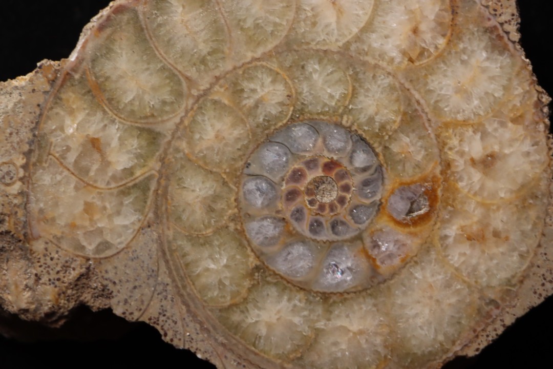 belle ammonite sciée avec loges en quartz - jurassique - Normandie, FRANCE