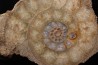 belle ammonite sciée avec loges en quartz - jurassique - Normandie, FRANCE