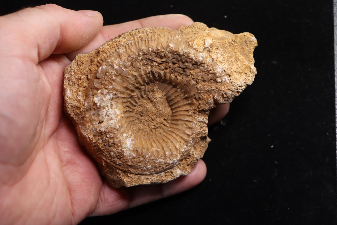 belle ammonite sciée avec loges en quartz - jurassique - Normandie, FRANCE