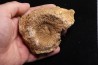 belle ammonite sciée avec loges en quartz - jurassique - Normandie, FRANCE