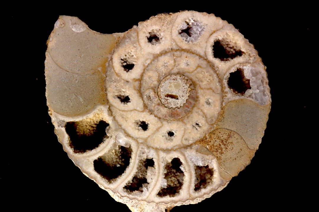 belle ammonite sciée avec loges en quartz - jurassique - Normandie, FRANCE