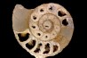 belle ammonite sciée avec loges en quartz - jurassique - Normandie, FRANCE