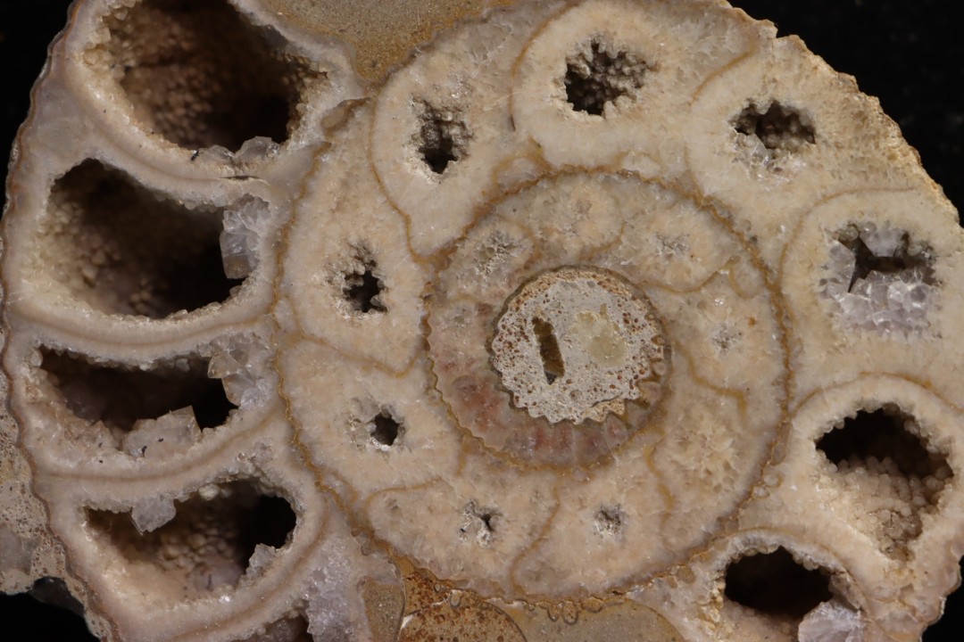 belle ammonite sciée avec loges en quartz - jurassique - Normandie, FRANCE