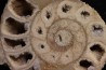 belle ammonite sciée avec loges en quartz - jurassique - Normandie, FRANCE