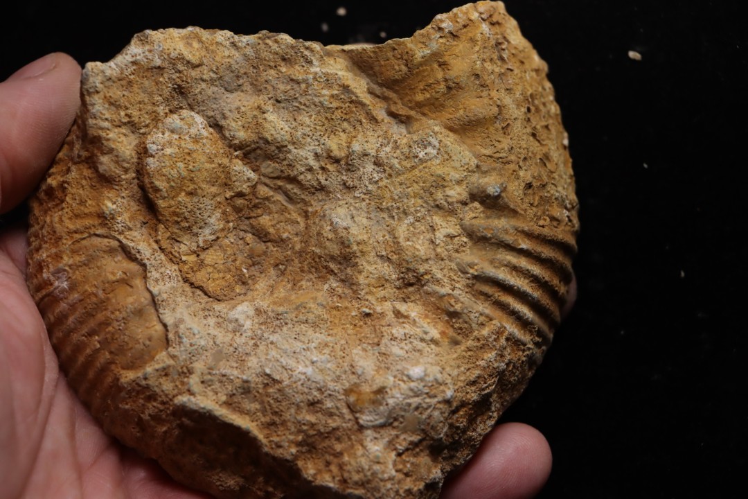 belle ammonite sciée avec loges en quartz - jurassique - Normandie, FRANCE