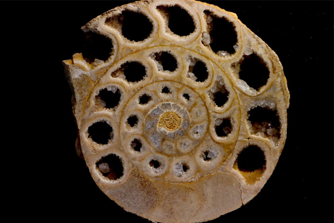 belle ammonite sciée avec loges en quartz - jurassique - Normandie, FRANCE