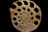 belle ammonite sciée avec loges en quartz - jurassique - Normandie, FRANCE