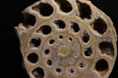 belle ammonite sciée avec loges en quartz - jurassique - Normandie, FRANCE