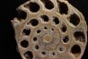 belle ammonite sciée avec loges en quartz - jurassique - Normandie, FRANCE