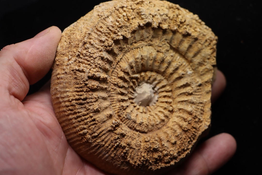 belle ammonite sciée avec loges en quartz - jurassique - Normandie, FRANCE