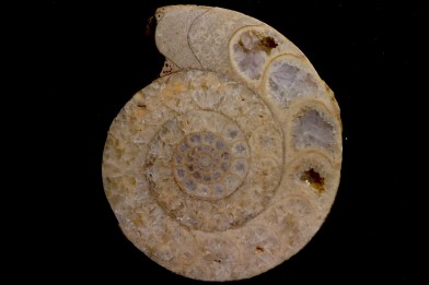 belle ammonite sciée avec loges en quartz - jurassique - Normandie, FRANCE