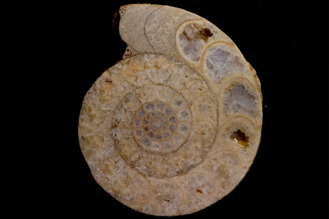 belle ammonite sciée avec loges en quartz - jurassique - Normandie, FRANCE