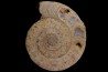 belle ammonite sciée avec loges en quartz - jurassique - Normandie, FRANCE