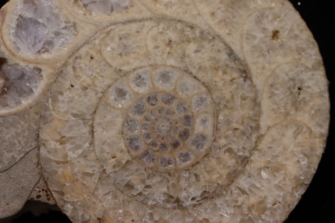 belle ammonite sciée avec loges en quartz - jurassique - Normandie, FRANCE