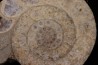 belle ammonite sciée avec loges en quartz - jurassique - Normandie, FRANCE