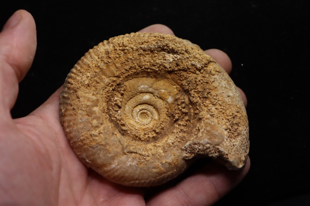 belle ammonite sciée avec loges en quartz - jurassique - Normandie, FRANCE