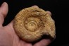 belle ammonite sciée avec loges en quartz - jurassique - Normandie, FRANCE