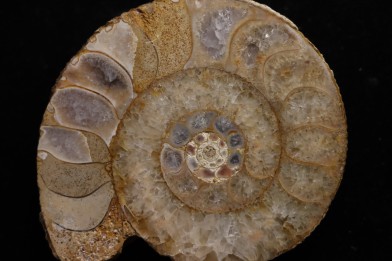 belle ammonite sciée avec loges en quartz - jurassique - Normandie, FRANCE