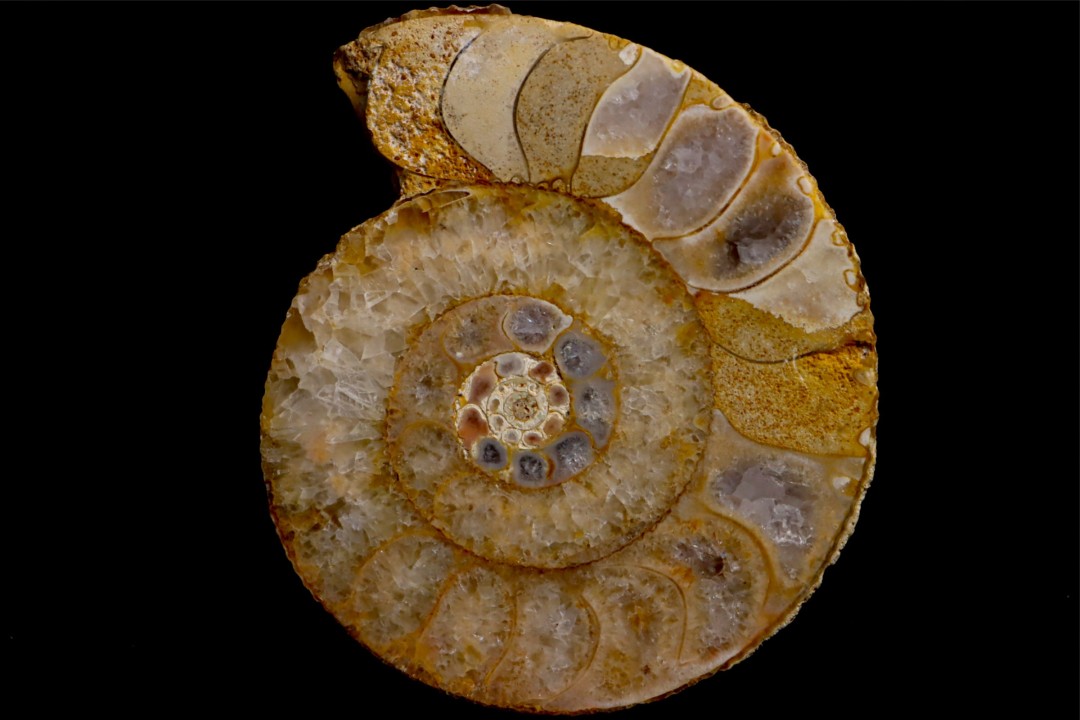 belle ammonite sciée avec loges en quartz - jurassique - Normandie, FRANCE