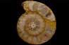 belle ammonite sciée avec loges en quartz - jurassique - Normandie, FRANCE