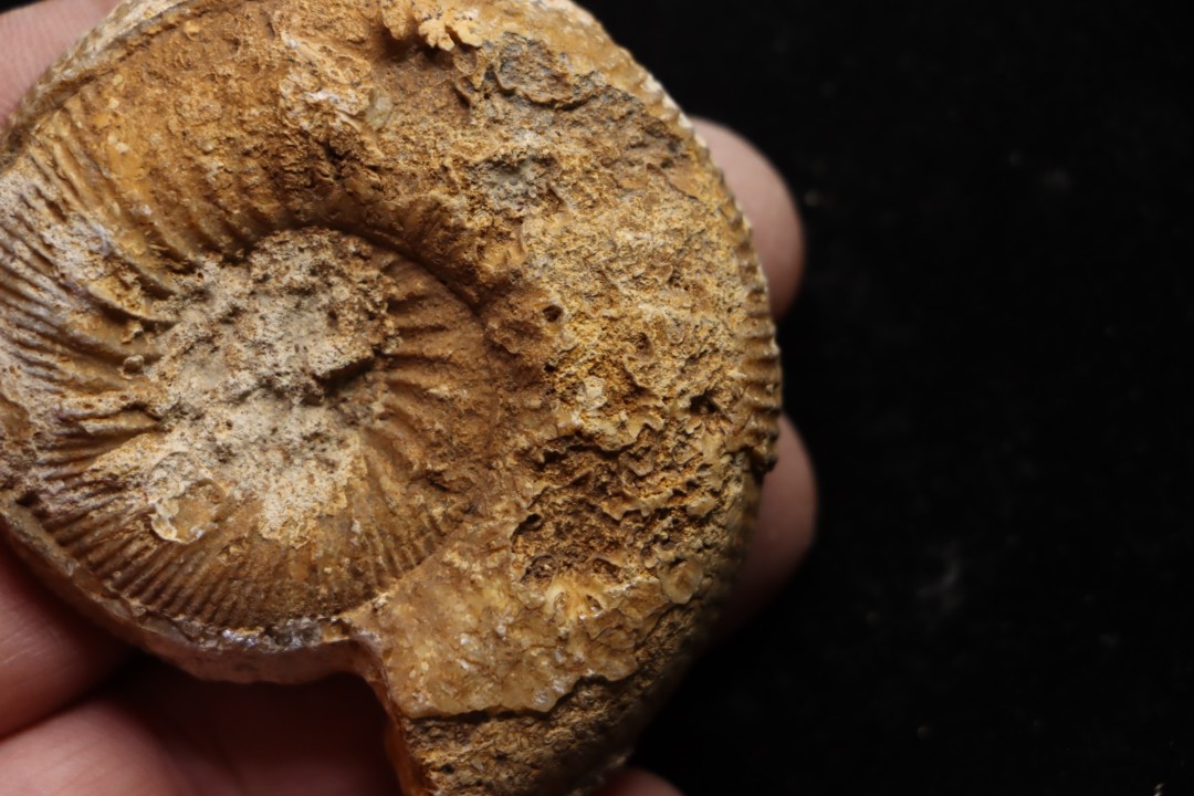 belle ammonite sciée avec loges en quartz - jurassique - Normandie, FRANCE
